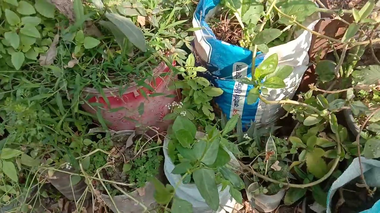 আমার ছাদ বাগানের ফুল,ফল,শাক,সবজী।