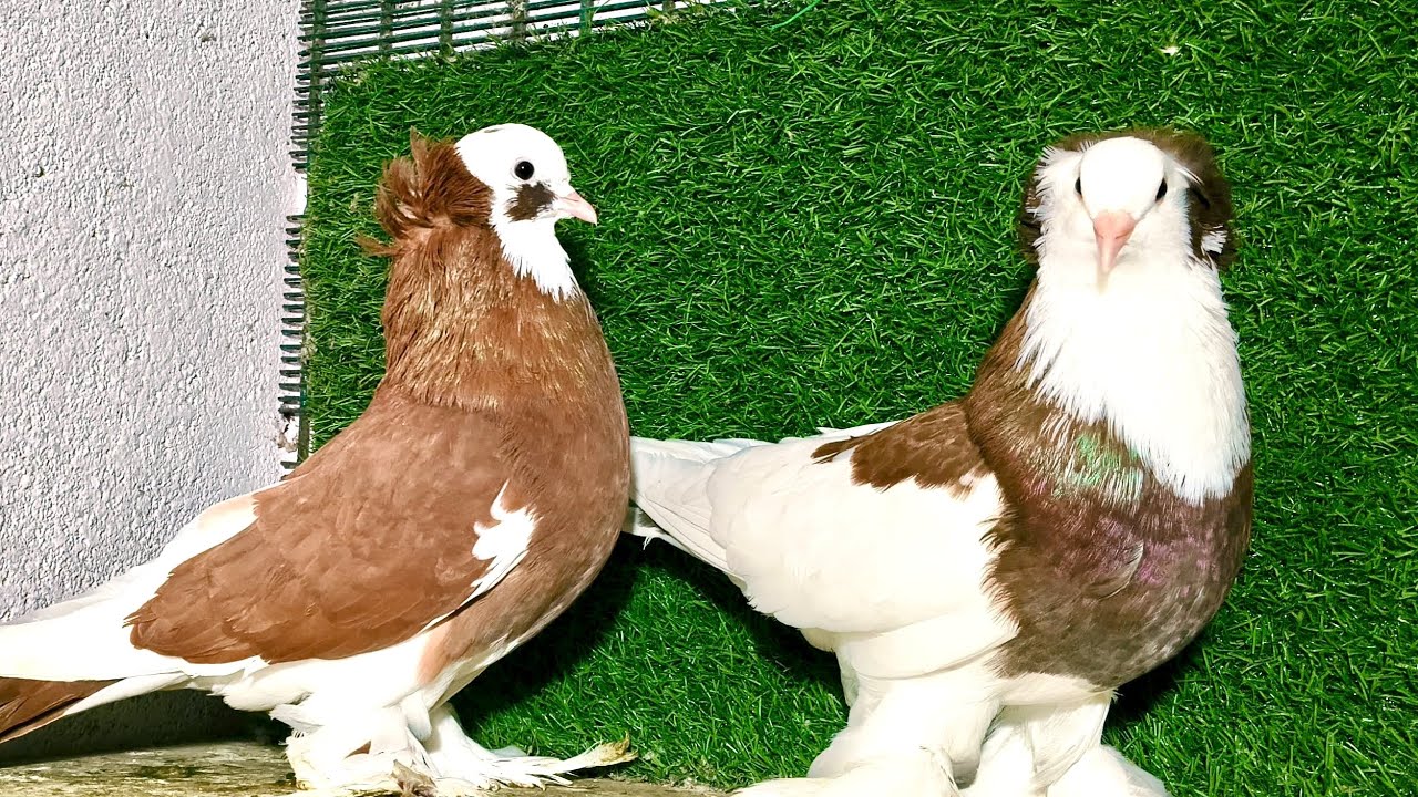 Hungerian pigeon top quality kabuter fancy top quality pigeon @ahmdabad@#virelvideo