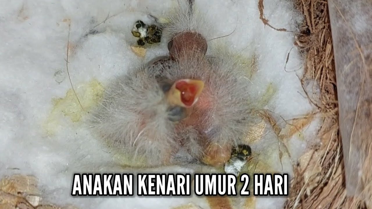 PERKEMBANGAN ANAKAN KENARI UMUR 2 HARI