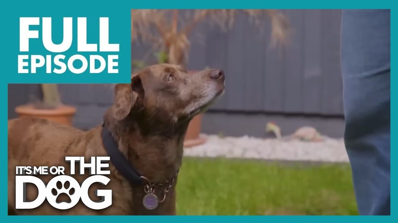 Когда лай одной собаки из приюта стал невыносимым | С2Э15 | It's Me or the Dog UK (2021)