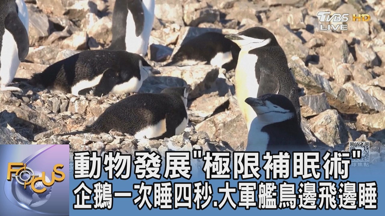 動物發展「極限補眠術」企鵝一次睡四秒.大軍艦鳥邊飛邊睡｜FOCUS午間新聞 20260206 @tvbsfocus