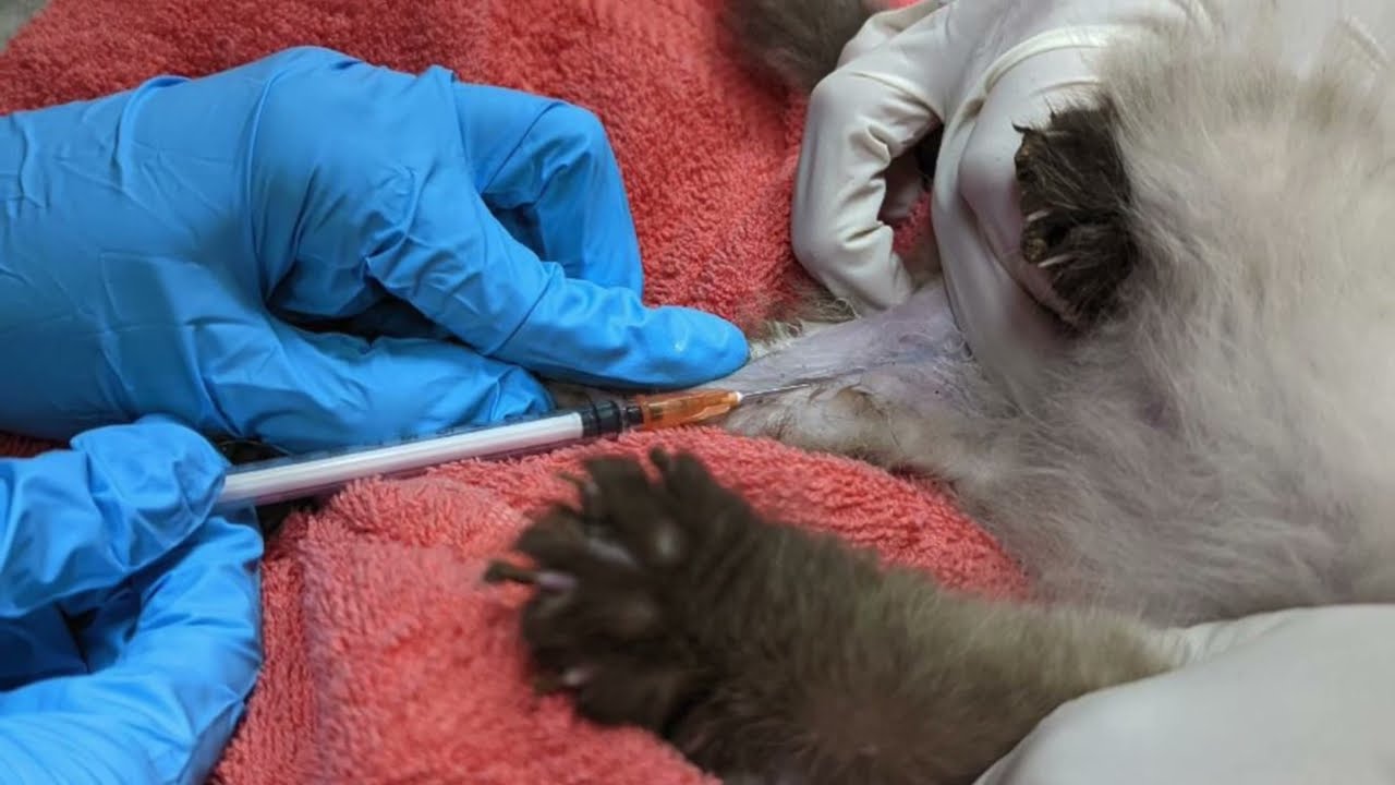 When and Why Should Cats Be Screened for Heartworms?