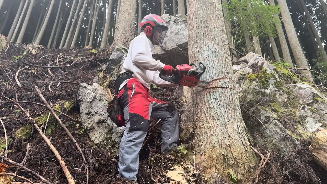 急傾斜地での伐採【林業歴2年目】