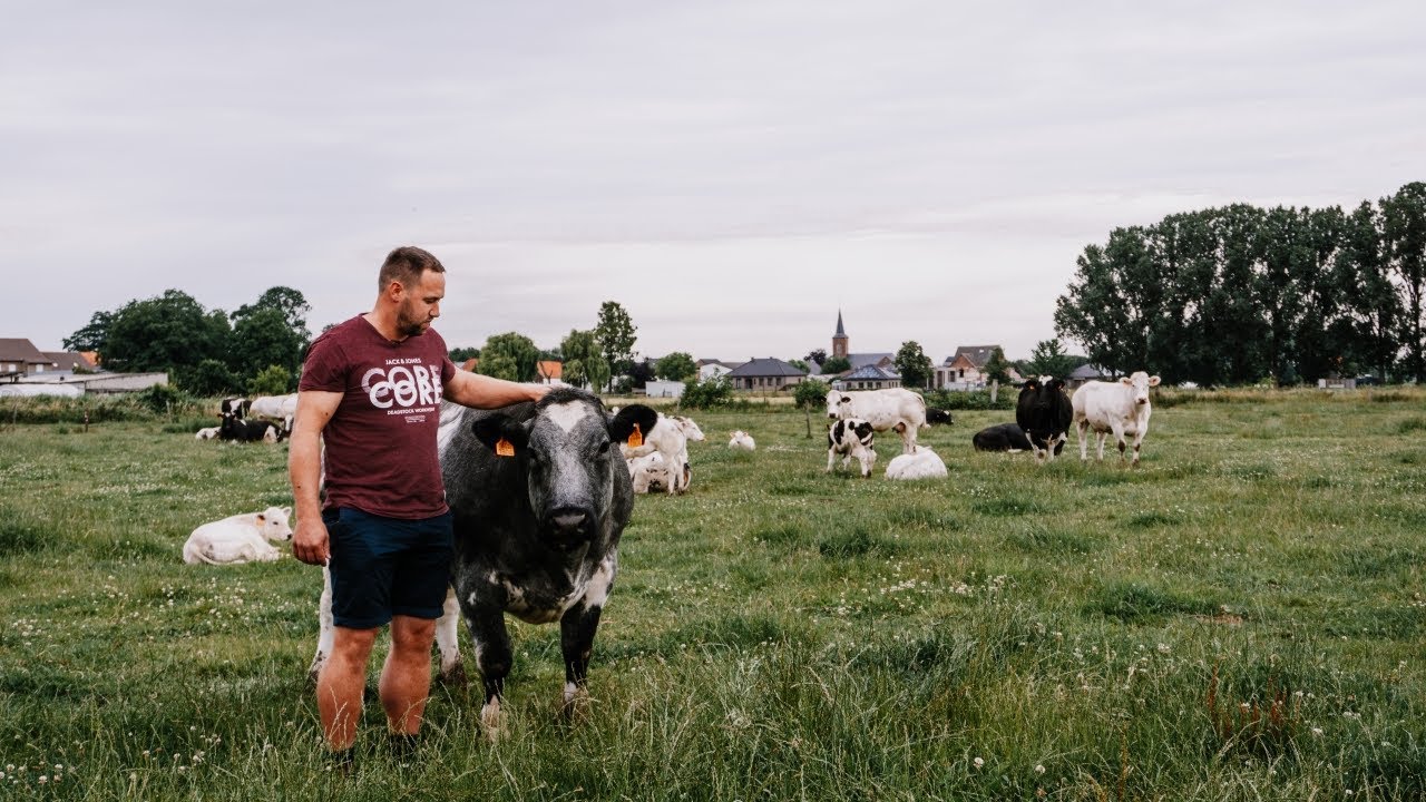 Op bezoek bij rundveebedrijf Van Het Lindeveld  | ambassadeur Lekker van bij ons