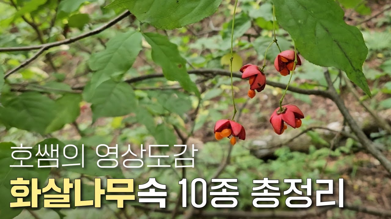 EP.134 | (노박덩굴과) 화살나무속 친구들 모음 | 회나무 회잎나무 참빗살나무 회목나무 사철나무 섬회나무