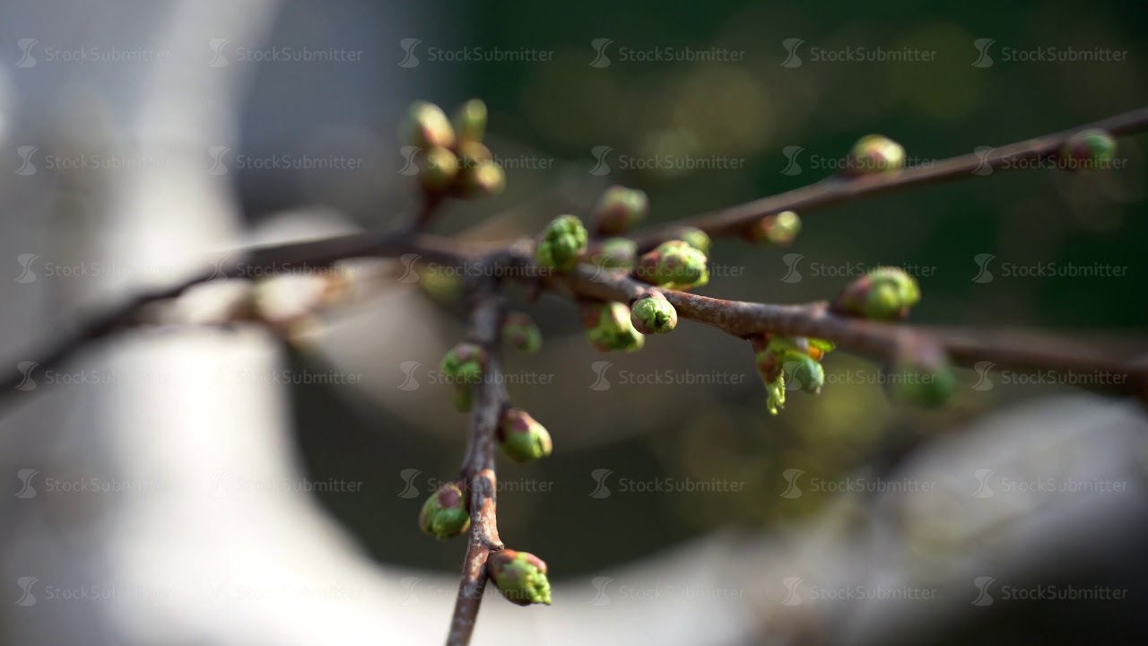 March 2020. close-up, cherry buds open