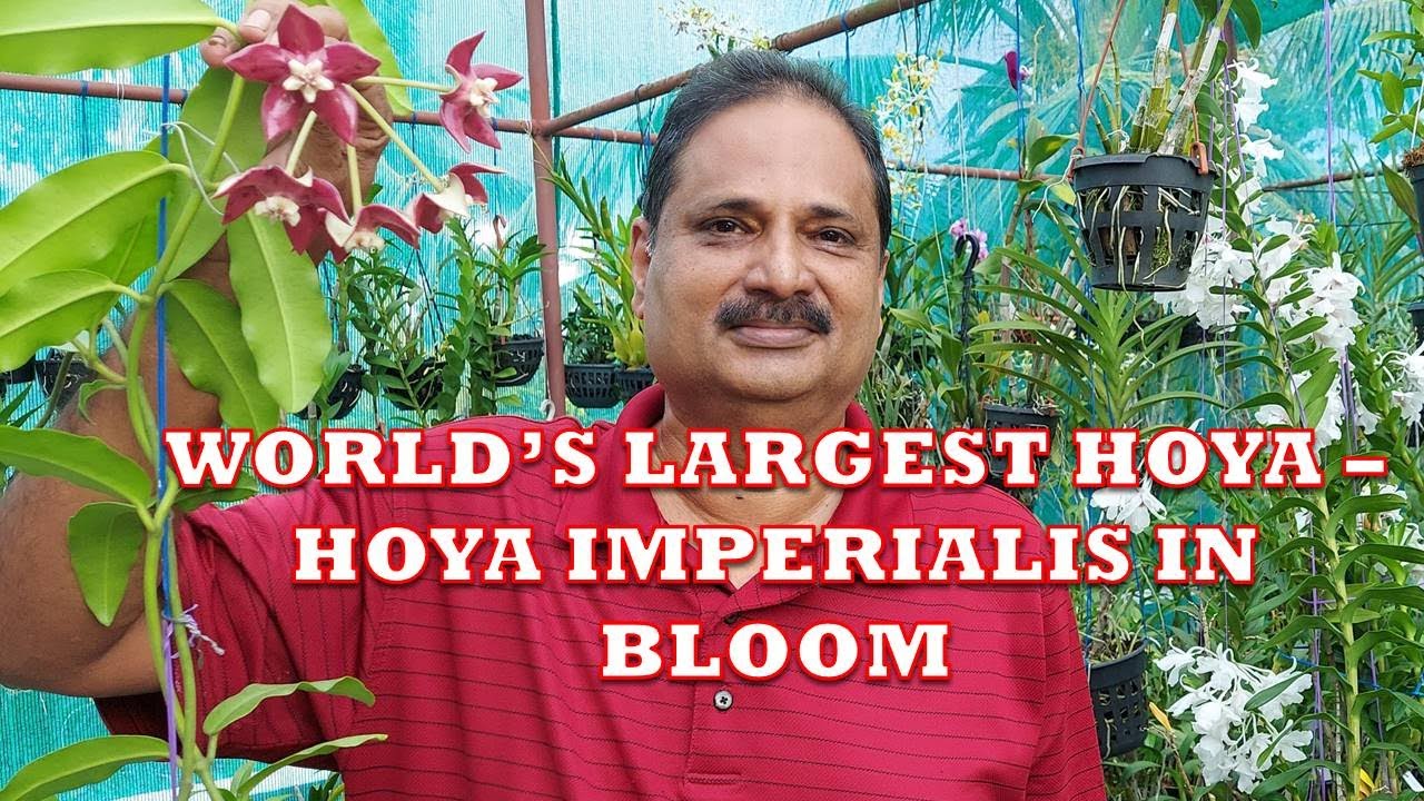WORLDS LARGEST HOYA -  HOYA IMPERIALIS IN BLOOM