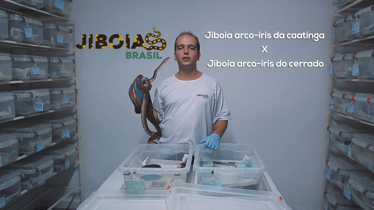 Jiboias arco-íris da caatinga (ASSISI) X Jiboia arco-íris do cerrado (CRASSUS)