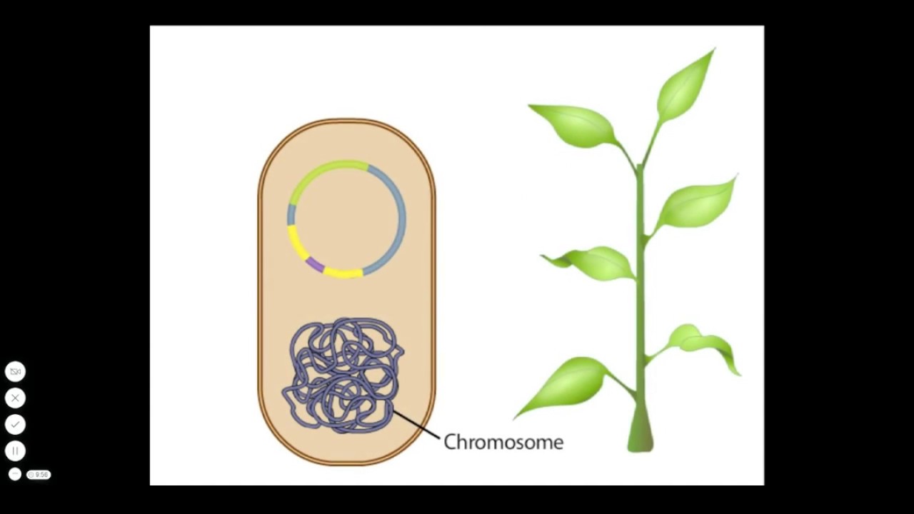 Agrobacterium: вектор переноса генов растений
