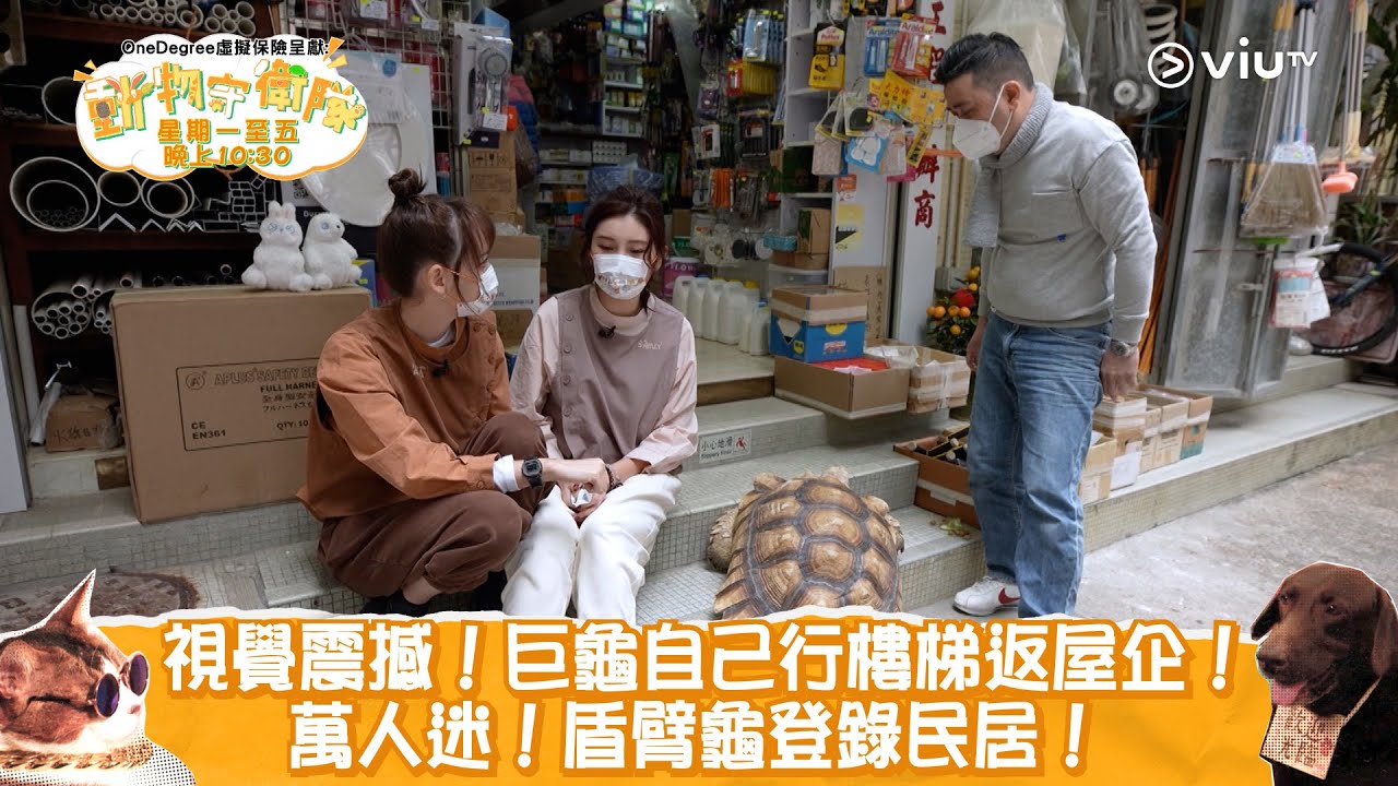 《動物守衛隊》視覺震撼！巨龜自己行樓梯返屋企！萬人迷！盾臂龜登錄民居！