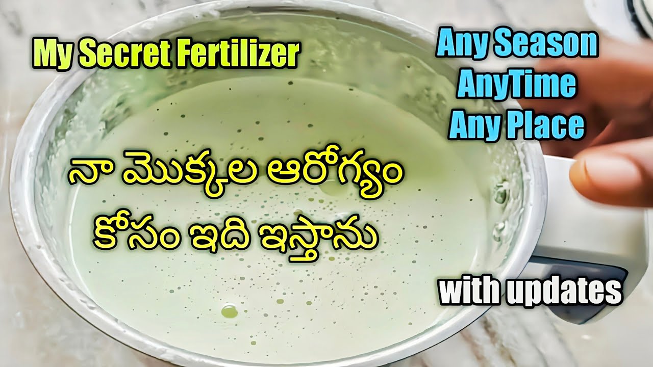 నిమిషాలలో అద్భుతమైన ఫర్టిలైజర్ రెడీ|How to Make Special Egg oil Emulsion #fertilizers  #viral #how