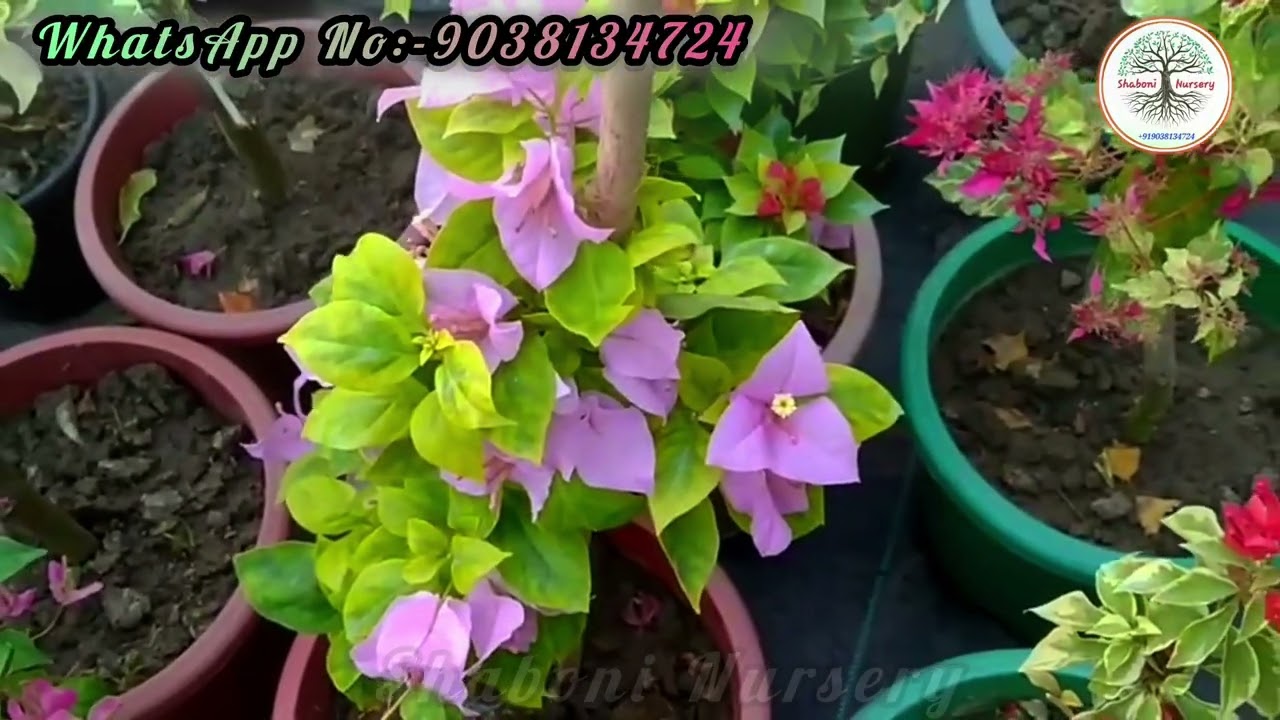 Wholesale & Retail online nursery// All india home delivery 🚚// online nursery 