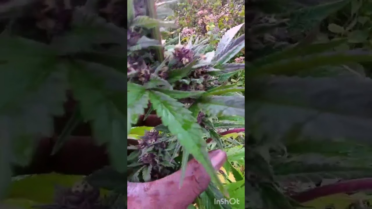 2021 Purple Skunk Outdoor Weed Grow 4 of 5