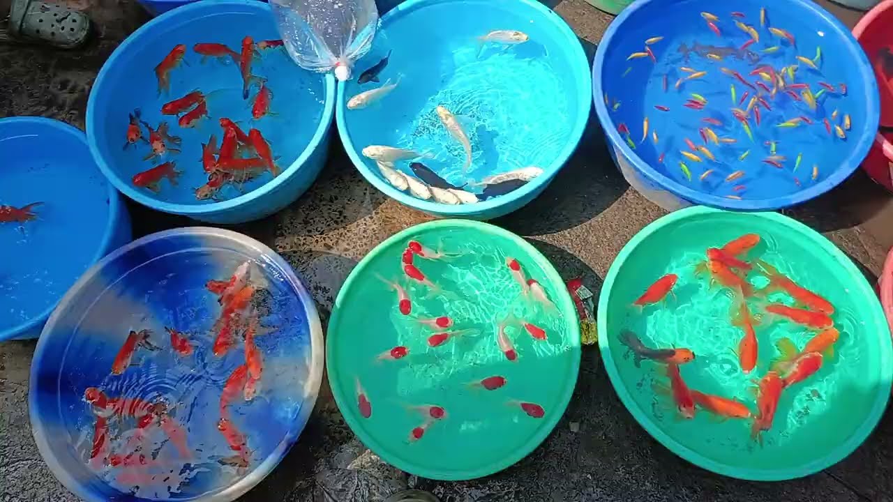 Indian ka ya sab sa bara pats and fish market hai #marketing #fish #molly #guppy #virals #video