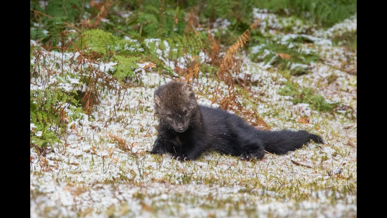 Wildlife Moment — Fisher