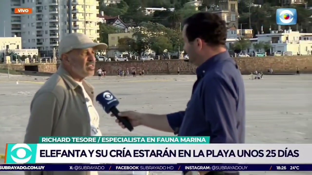 Se mantiene cerco para cuidar a la mamá elefanta y su cría marina en la playa de Piriápolis 