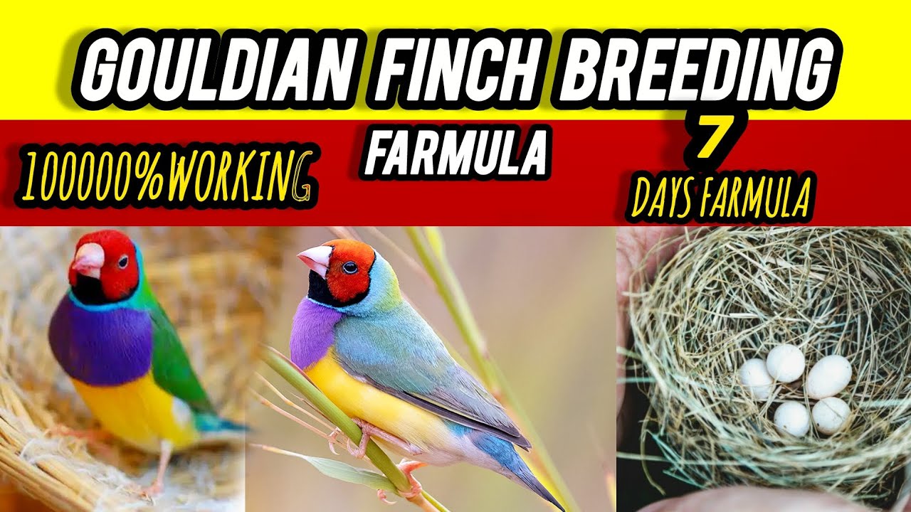 Golden Finch Breeding Formula | Best Soft Food for Eggs & Babies