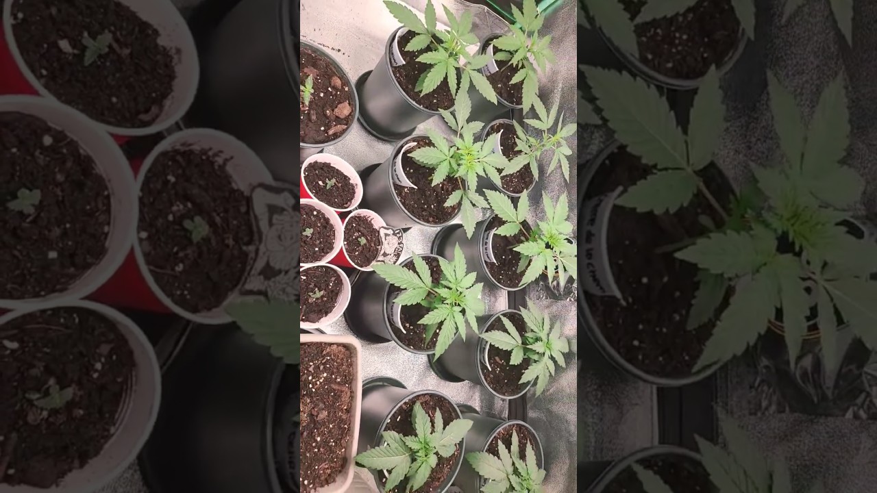 Day 21 from seed Auto flowers   CBG coming in #hot ! #spiderfarmerled #nature #grow
