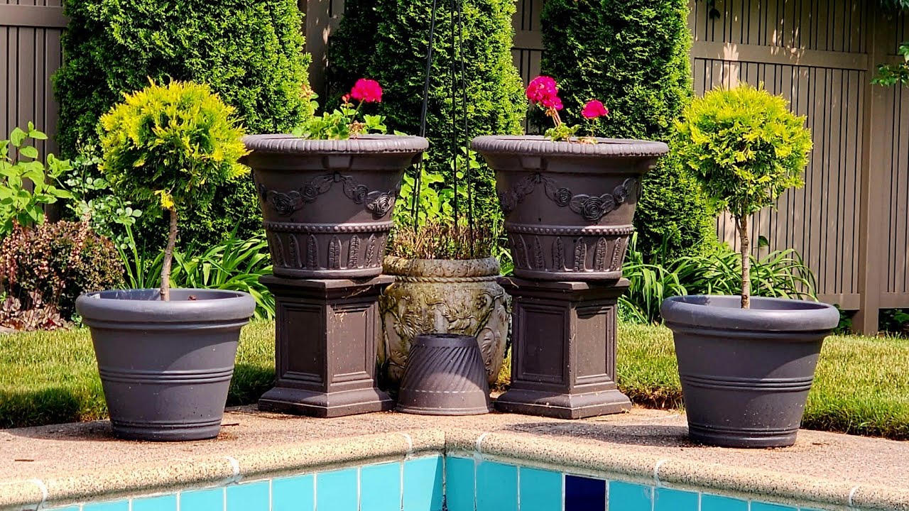 Repotting Polar Gold Arborvitae Topiaries 🪴🦋🪴