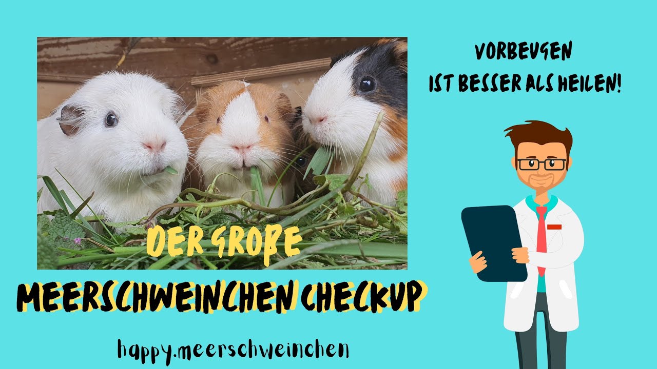 Meerschweinchen Checkup