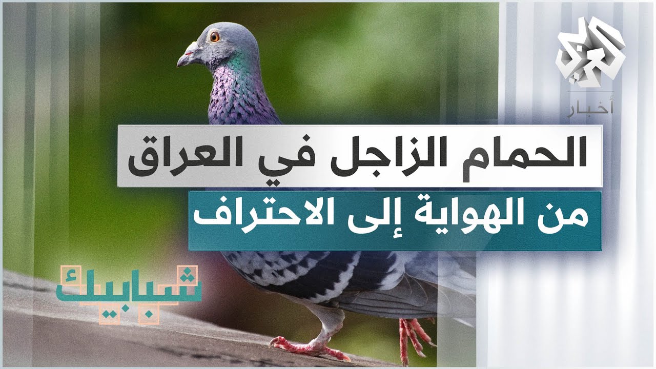 العراق .. سباقات الحمام الزاجل تتحول من هواية إلى مسابقة ينظمها اتحاد رياضي خاص بها