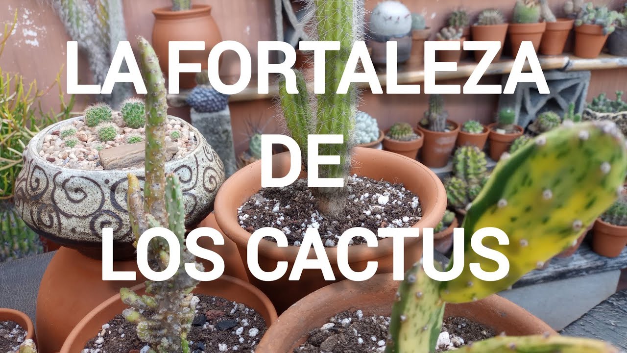 CACTUS DE SEMILLA/TRASPLANTES #lasplantasdegeral #plantas #cactus #jardin #garden #semilla #plants 