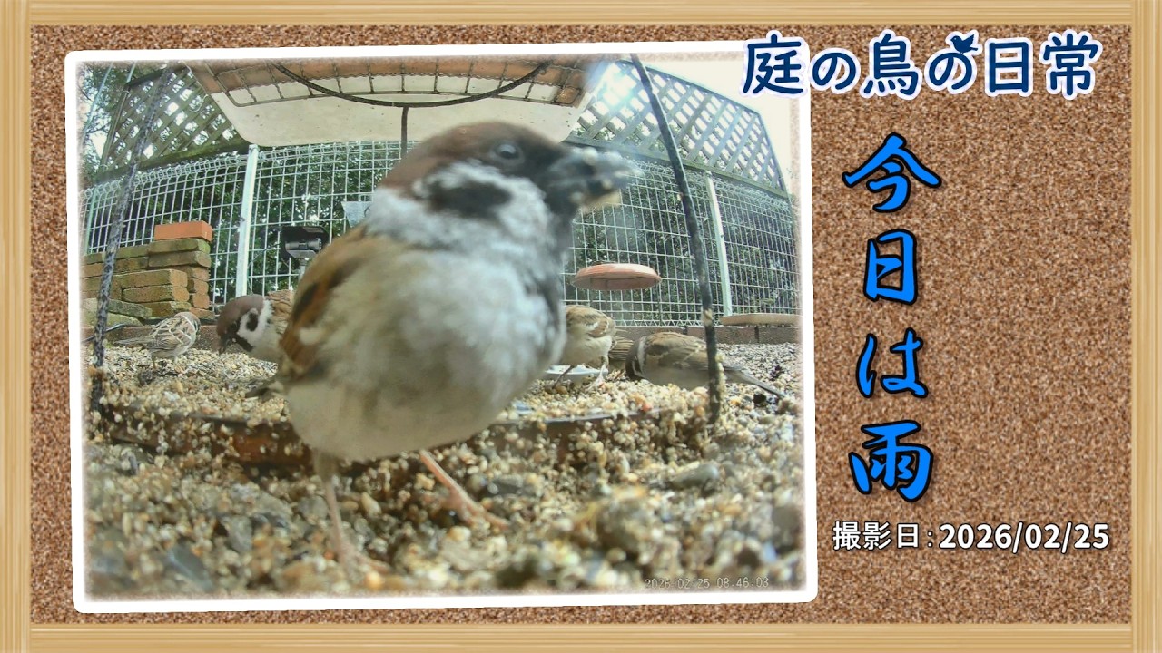 【庭の鳥の日常】(26,02,25) 雨がふるたびに、春に近づきます。