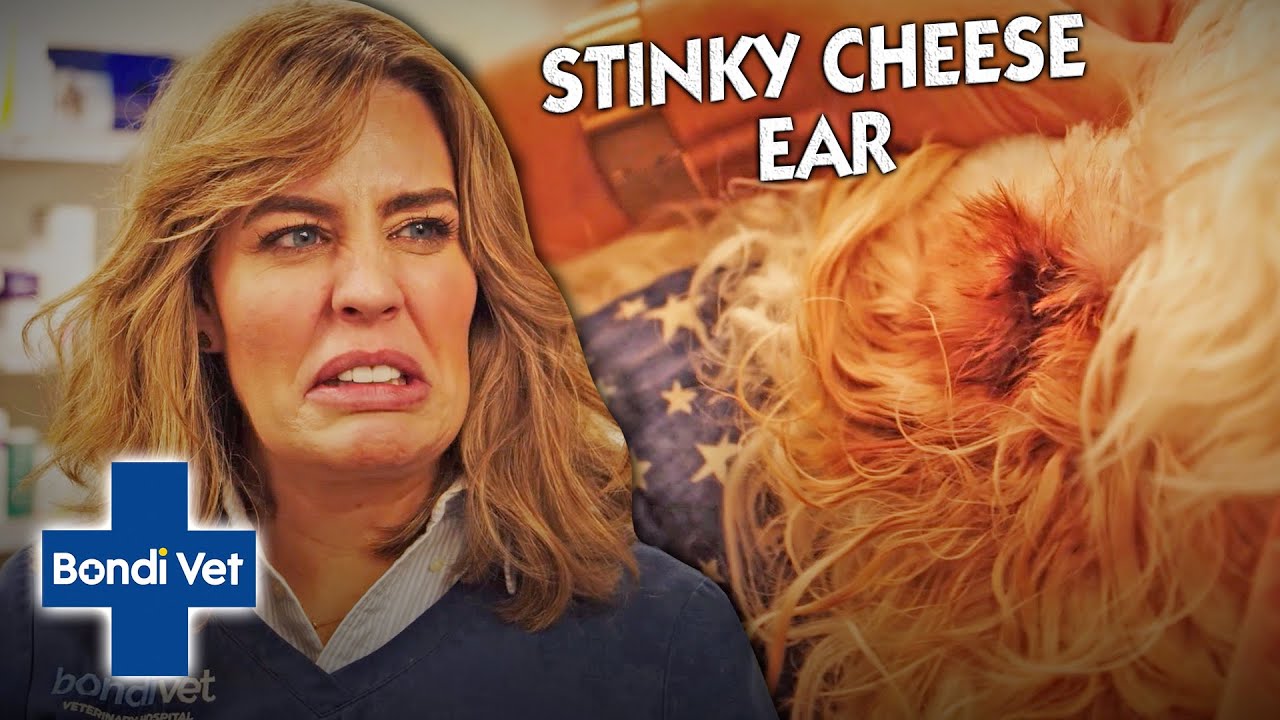 Vet Helps Dog With STINKY Ears After Living With A Fungal Infection! | Full Episode | Bondi Vet