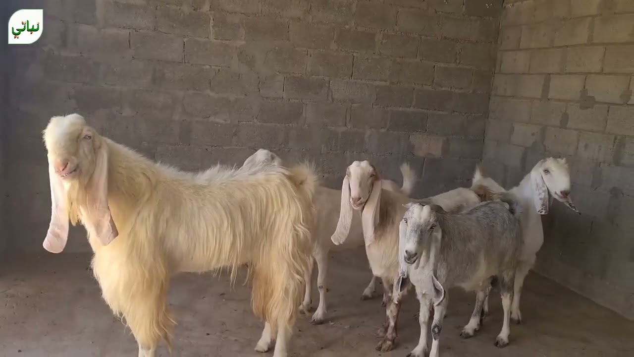 غسيل وتجديد أرقام الماعز
