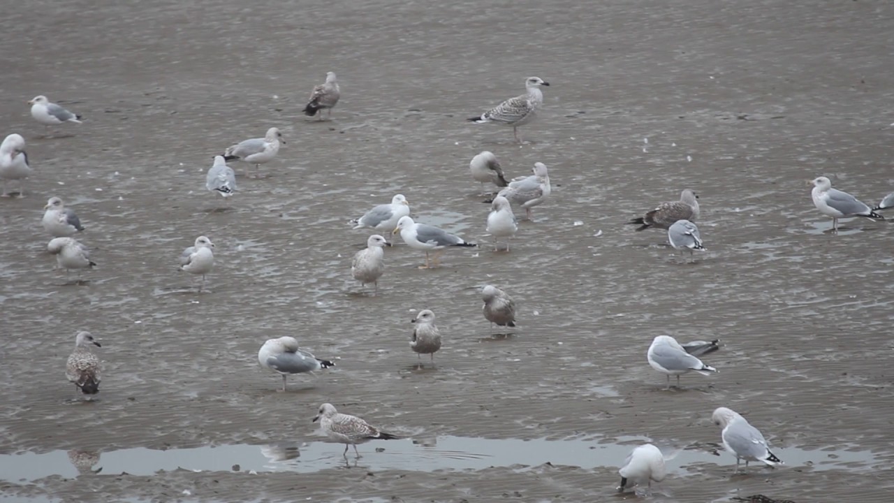 Yellow-legged Gull