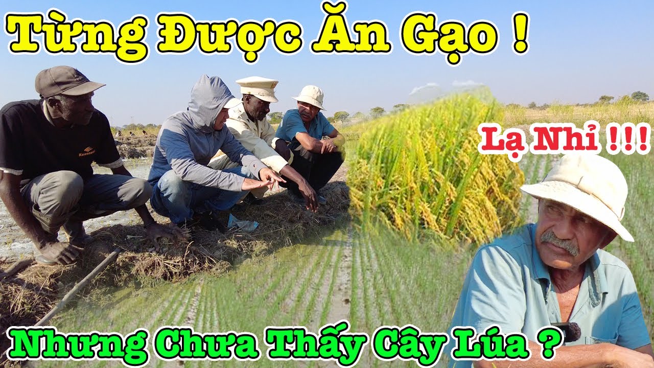Công Giáp || Bác Đã Ăn Gạo Rồi ! Nhưng Chưa Từng Thấy Cây Lúa - Bác Chủ Đất Sững Sờ Khi Thấy Lúa ???