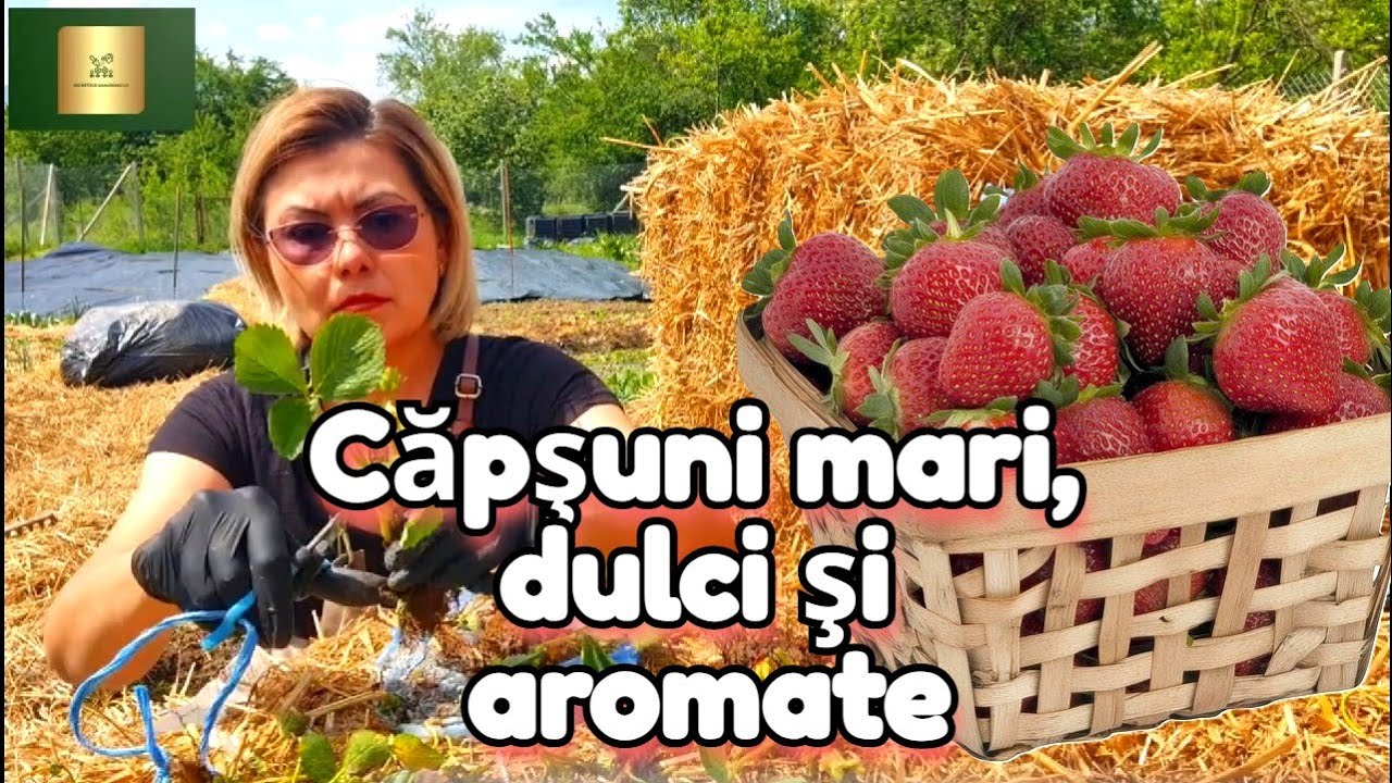 Vreți capsuni mari, dulci și aromate? Iată ce trebuie să faceți! 🍓🍓🍓
