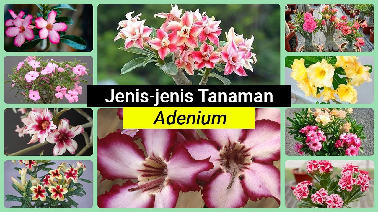 MENGENAL JENIS BUNGA ADENIUM TERBARU YANG SEDANG TREND