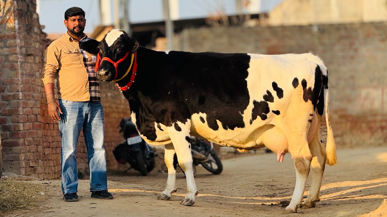 10 HF Cow Sold || Rate Start from 65,000 only || Mannat Dairy Farm