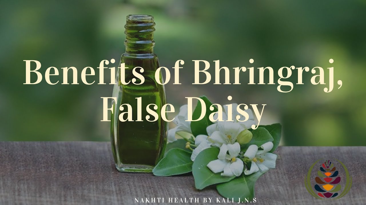If You Drink Bhringraj, (False Daisy), This is What Happens To Your Body