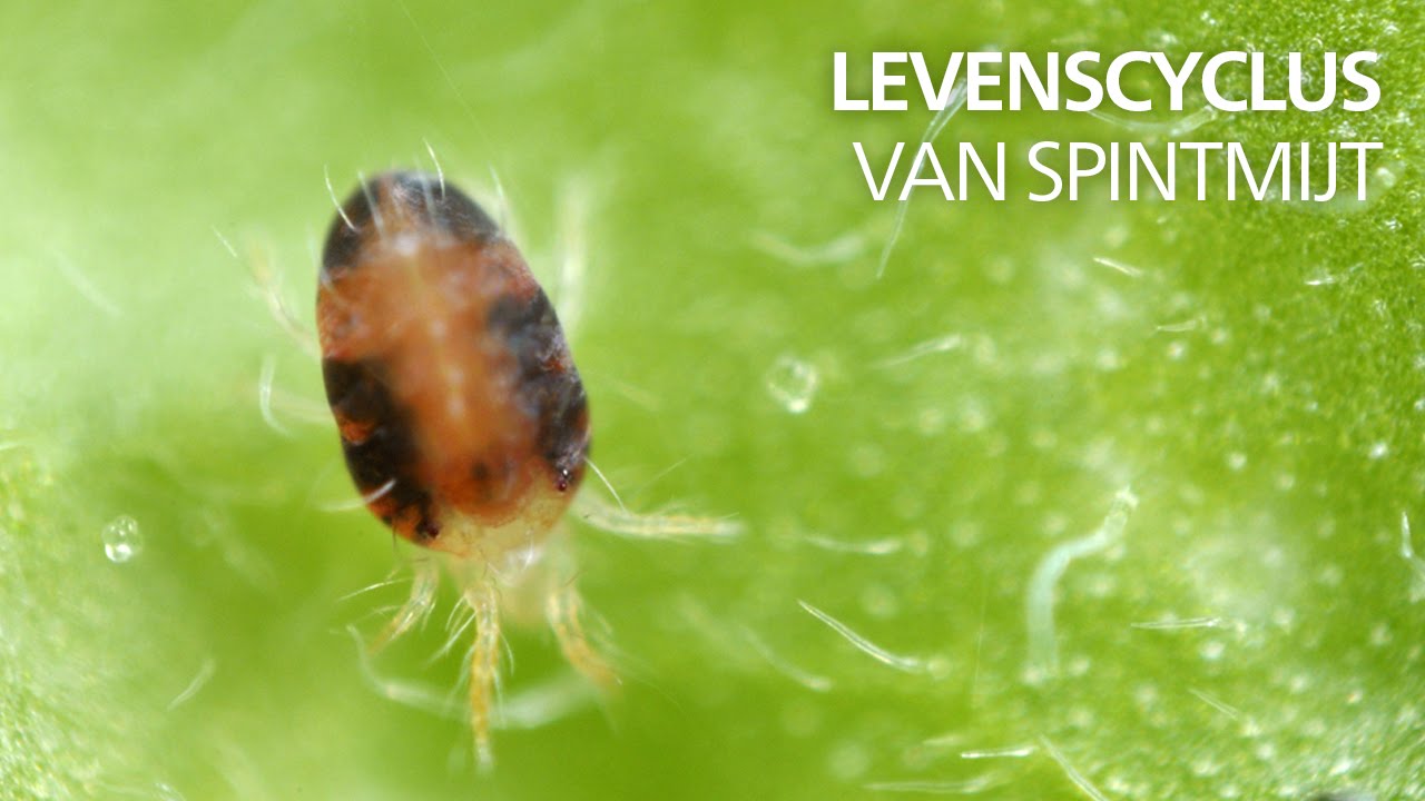 Levenscyclus van spint
