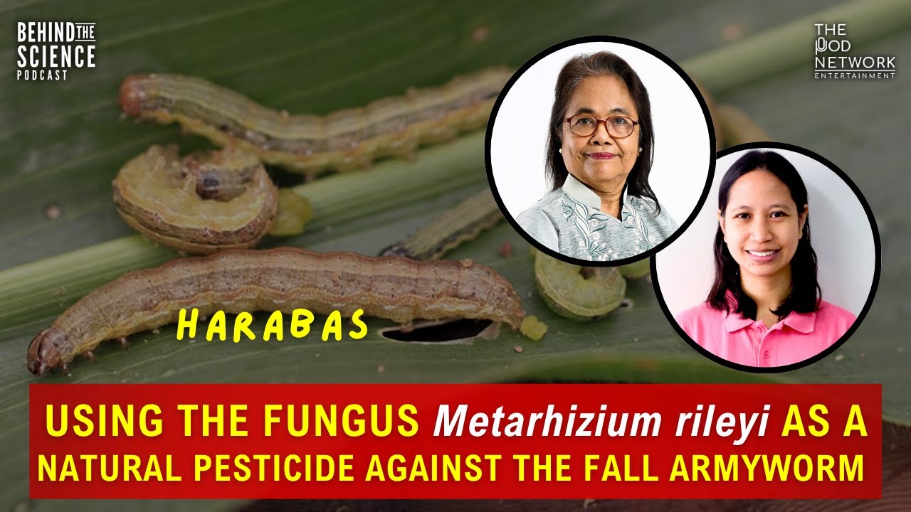 Marcela Navasero, MSc | Melissa Montecalvo, MSc: Fungi as natural pest control