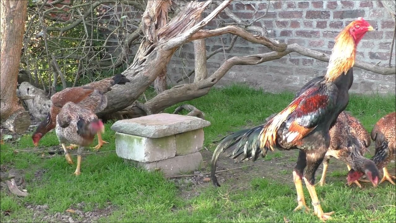Shamo breeding pair