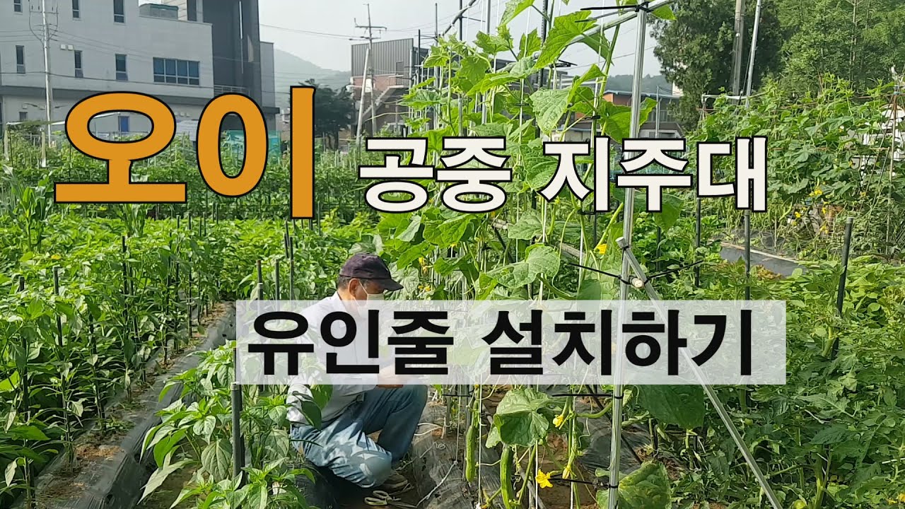오이 공중 지주대 유인줄 간단하게 설치하기