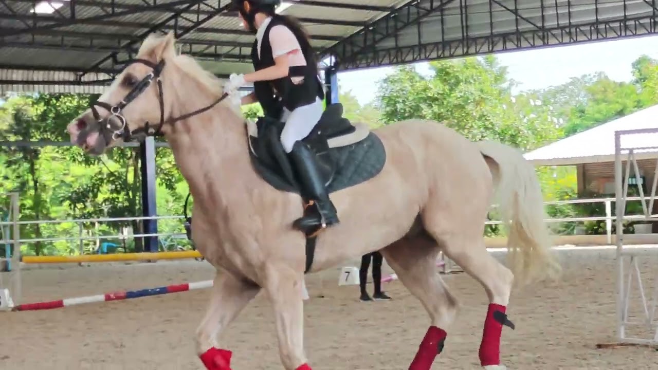 Full course with Achilles 07-03-2026 #equestrian 