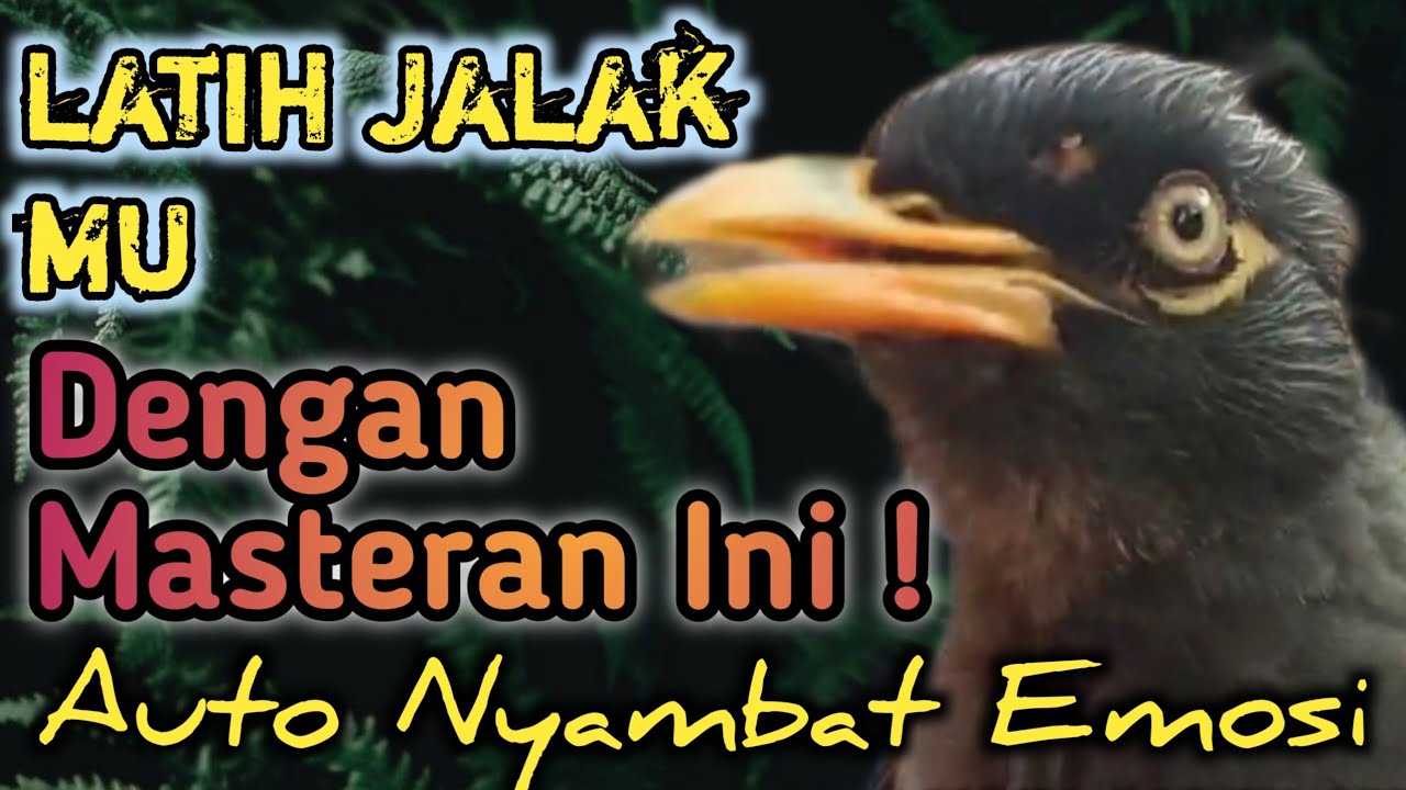 PANCINGAN DAN MASTERAN BURUNG JALAK