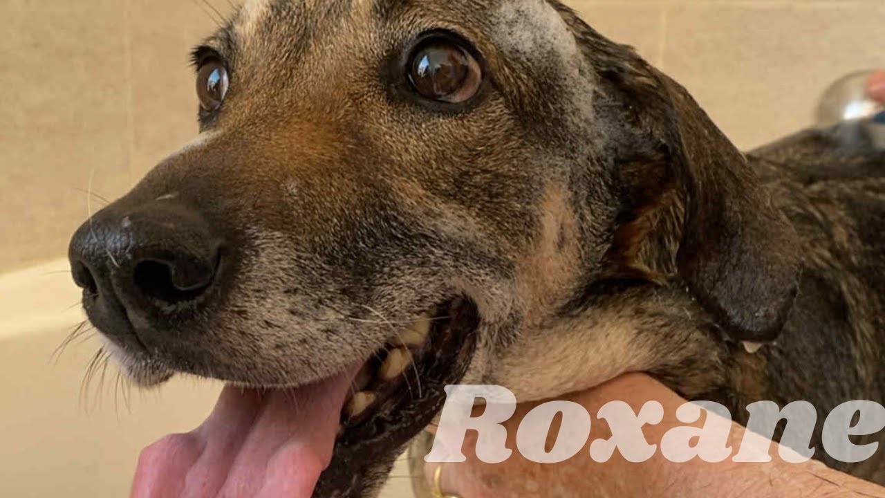 Roxane, disponible à l'adoption