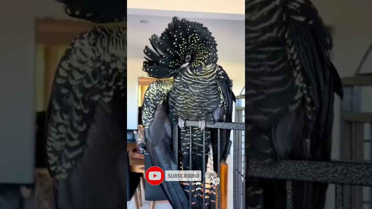 Stunning- Red-Tailed Black Cockatoo❤😍😘😊#short #bird #shortvideo #macaw