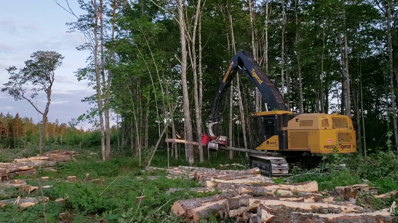 Tigercat cutting hardwood