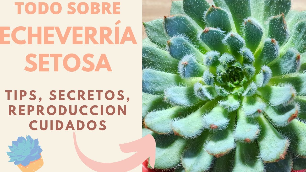 Echeveria Setosa (peludita) Todo Sobre Ella Cuidados Y Reproduccion