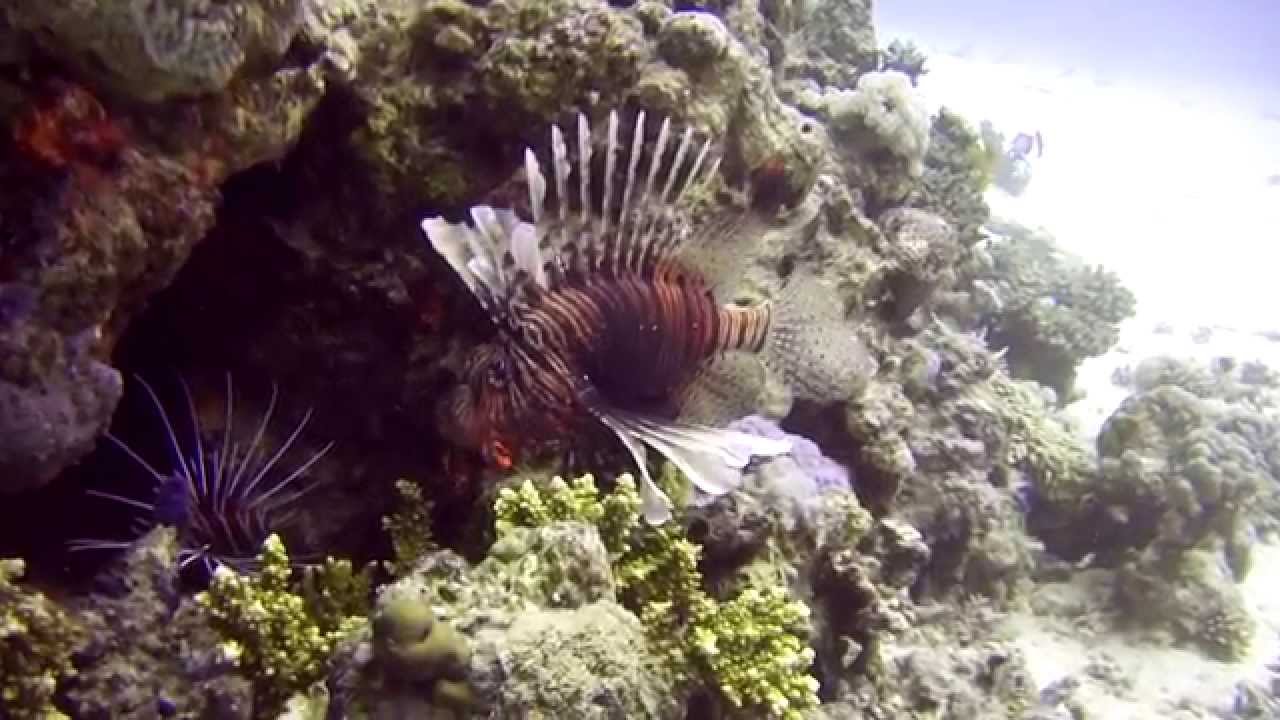 Makadi Bay Diving 15