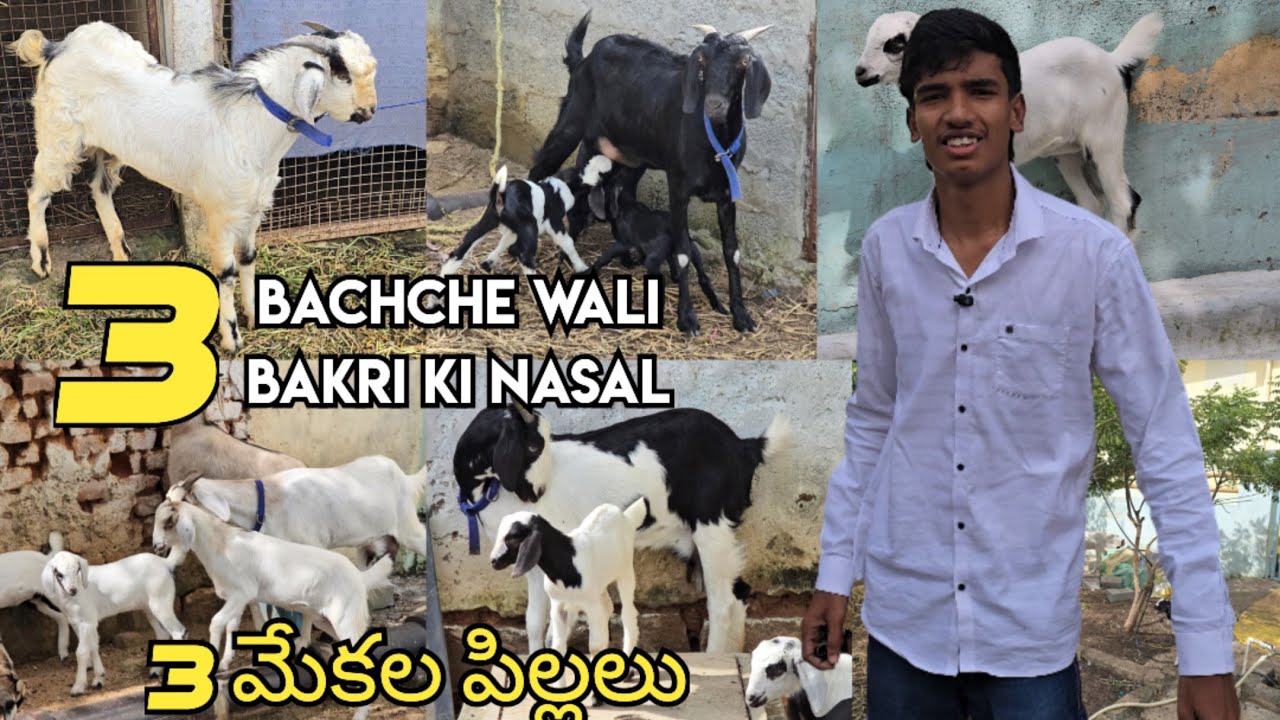 3 bachche wali bakri ki nasal | Pure desi bakriya available in Hyderabad | Daccani goat's in Hyd 