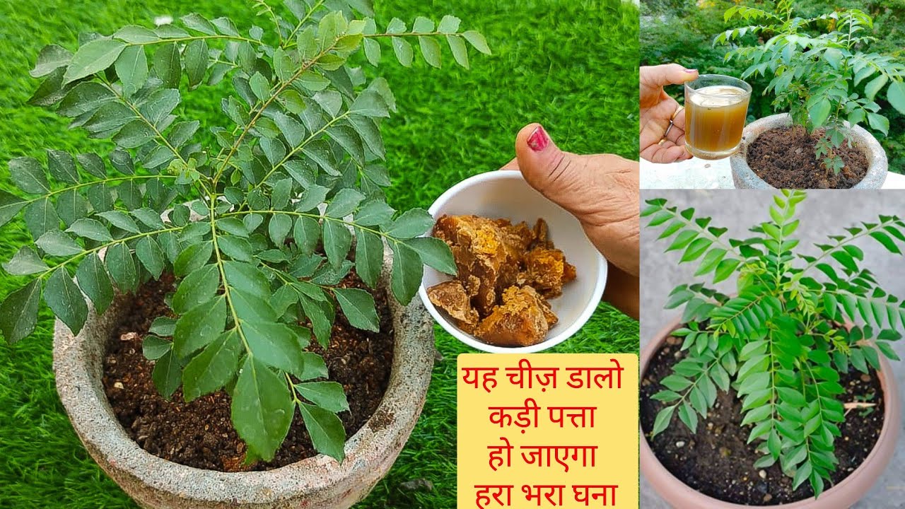 कड़ी पत्ते के पौधे में एक चुटकी यह चीज़ डालें तुरंत हरा-भरा और जंगल की तरह घना हो जाएगा Curry leaves