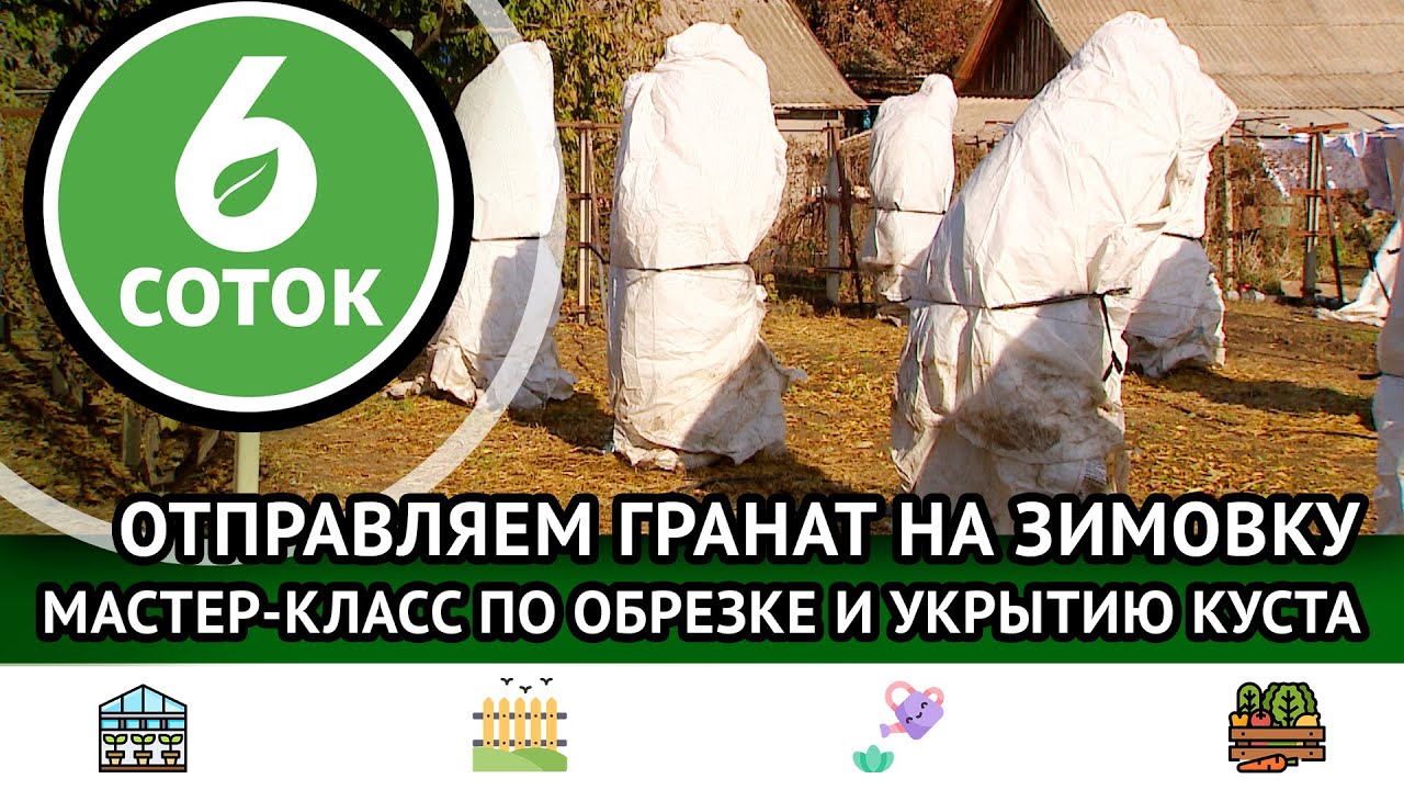 Отправляем гранат на зимовку. Мастер-класс по обрезке и укрытию куста. 6 соток 26.11.2023