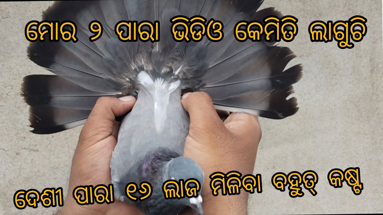 Cuttack pigeon top quality Desi kabutar 